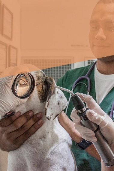 Unidad Veterinaria de Servicios de Integrales 4